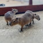 Capybara