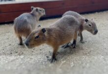 Capybara