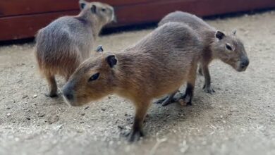 Capybara