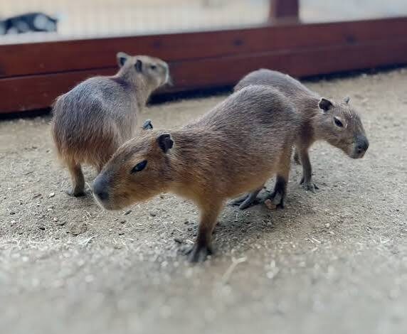 Capybara