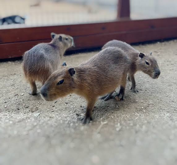 Capybara